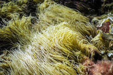 Naklejka na ściany i meble Anemonia sulcata, Sea anemone tentacles, Mediterranean sea