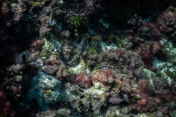 Fototapeta na wymiar wild octopus under water, beautiful Palma de Mallorca wild life, underwater wildlife Photography, amazing animal Photo