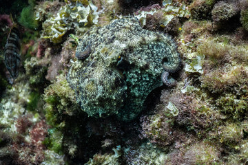 wild octopus under water, beautiful Palma de Mallorca wild life, underwater wildlife Photography, amazing animal Photo
