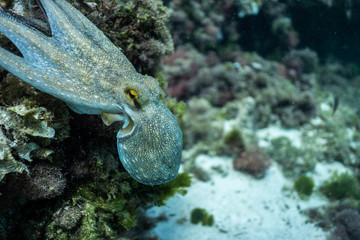 wild octopus under water, beautiful Palma de Mallorca wild life, underwater wildlife Photography, amazing animal Photo