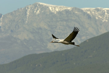 Common crane. Grus grus