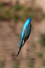 Adult male of Common kingfisher, Alcedo atthis
