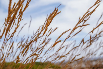 Fototapeta premium Gold Wheat flied at sunset, rural landscape. Concept of autumn and harvesting. Ears of golden wheat close up. Beautiful Nature Sunset Landscape