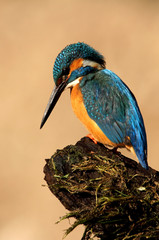 Adul male of Common kingfisher. Alcedo atthis