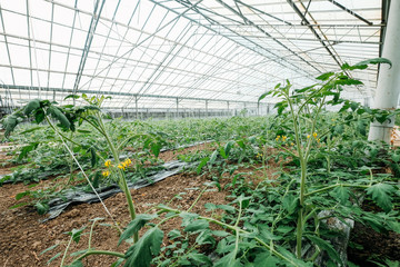 Tomato plantation sprouts