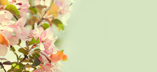 Warm sunny gentle spring garden background. Beautiful branch blooming pink flowers. Soft light natural freshness springtime nature blossoming landscape. Soft focus, macro view, copy space