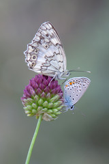 Satyridae / Anadolu Melikesi / Balkan Marbled White / Melanargia larissa