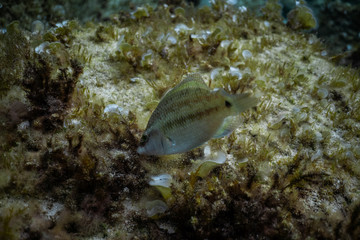 Fototapeta na wymiar small fish close up shot under water in the ocean of Mallorca
