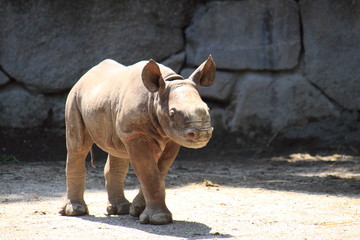 ヒガシクロサイの子供（サイ、Eastern Black Rhinoceros）