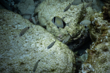 Naklejka na ściany i meble small fish close up shot under water in the ocean of Mallorca