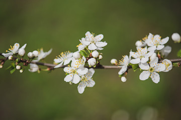 Plum vintage flowers