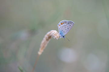 Lycaenidae / Gümüş Lekeli Esmergöz / / Plebejus argus