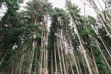 Fototapeta na wymiar Forest in the Caucasus Mountains Russia, pine wood