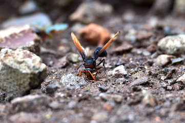 Brown wasps are gathering material to build their nests