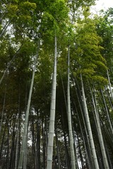 A view of the bamboo forest