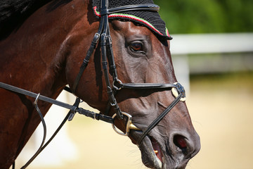 Fototapeta premium Horse in head portrait, photographed from the side in motion in jumping training..