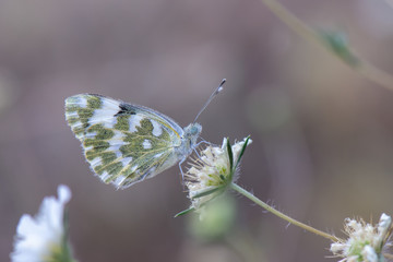 Pieridae / Yeni Beneklimelek / / Pontia edusa