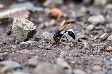 Brown wasps are gathering material to build their nests