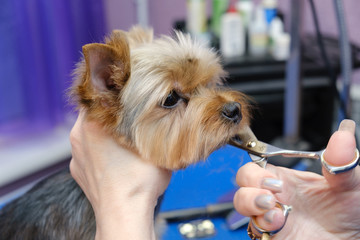 Master of grooming dogs cuts Yorkshire Terrier