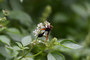 brown wasps suck flower essence