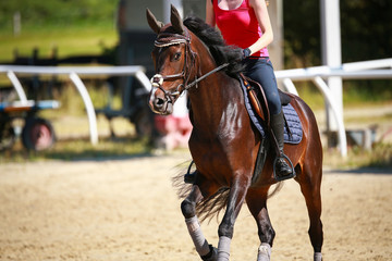 Horse in the riding arena galloping under the rider, photographed in the neckline from the front in the up phase..