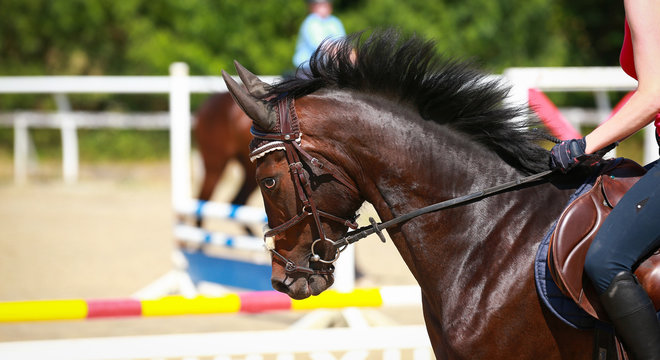 Horse in head portrait, photographed from the side in motion in jumping training..