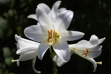 Lily flowers