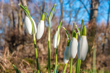 Fototapeta premium Wet first flowers as snowdrops in early Spring morning at forest in Germany, closeup, details