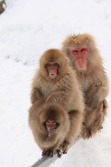 雪の中のニホンザル（Snow Monkey）