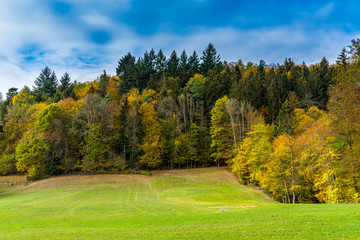 Fototapeta na wymiar Beautiful edge of the forest in autumn colors