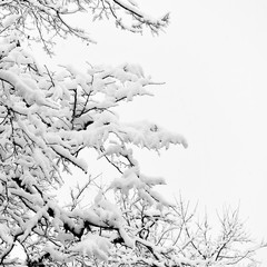 Winter branches of trees in snow