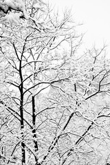 Winter trees after snowfall