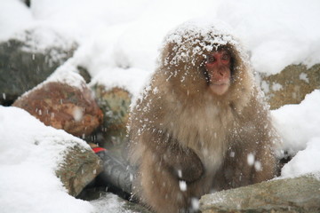 雪の中のニホンザル（snow monkey）