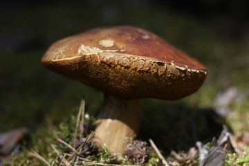 mushroom