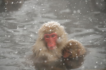 温泉に入るニホンザル親子（Snow Monkey）