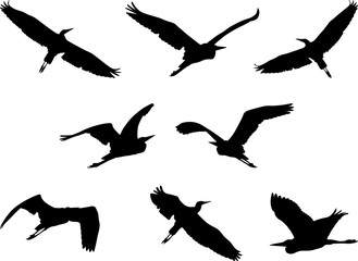 Fototapeta premium flying heron, set of birds silhouettes