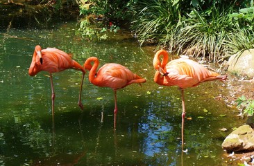 group of flamingos