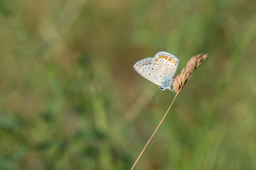 Lycaenidae / Çokgözlü Mavi / / Polyommatus icarus