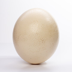 Ostrich egg isolated on white background