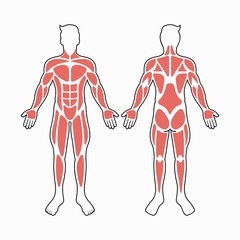 Fototapeta na wymiar Male body muscles vector