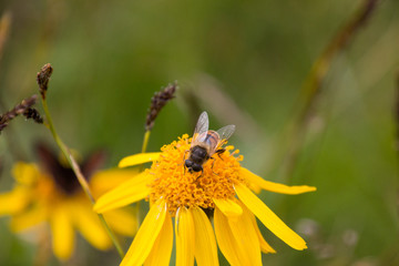 Arnica montana