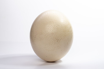 Close up of ostrich egg on white background