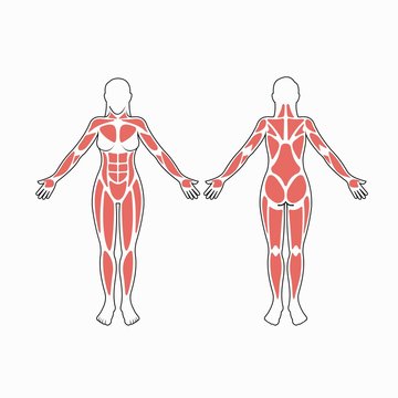 Female body muscles vector