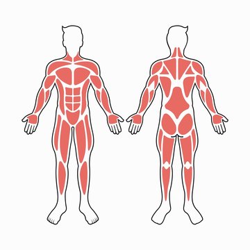 Male body muscles vector