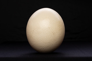 Close up of strich egg isolated on black background