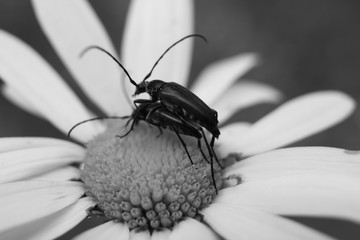 insect pair on camomile