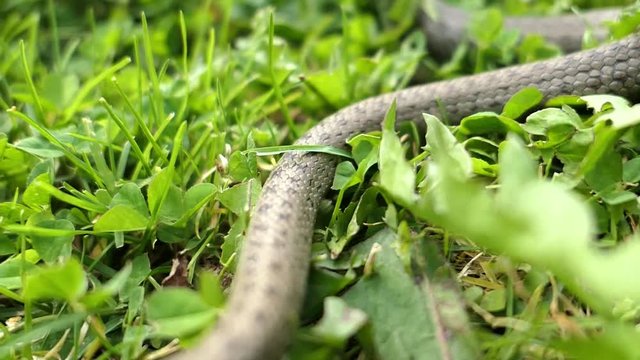 Wild Snake Coronella Austriaca Attacks the Camera Slow Motion