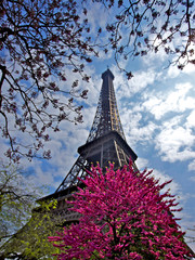 tour Eiffel side view throught trees and purple leaves, cityside like postcard