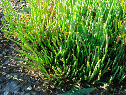 Salicornia