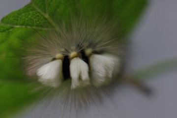 caterpillar
